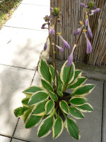 /album/fotogalerie-nabidka/hosta-quarter-note1-jpg/